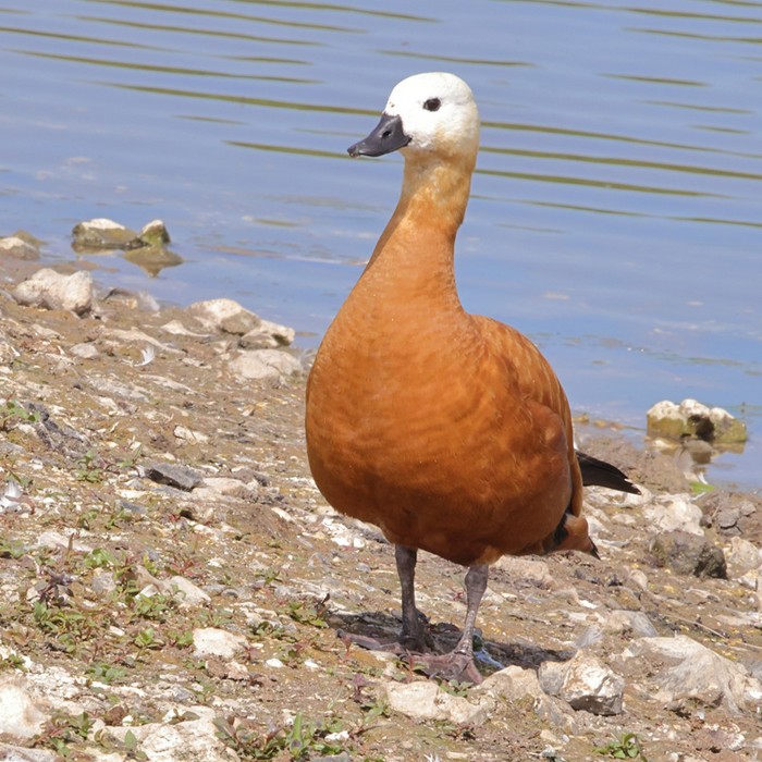 Ruddy Shelduck