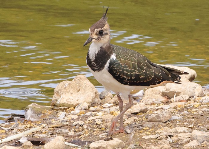 Lapwing
