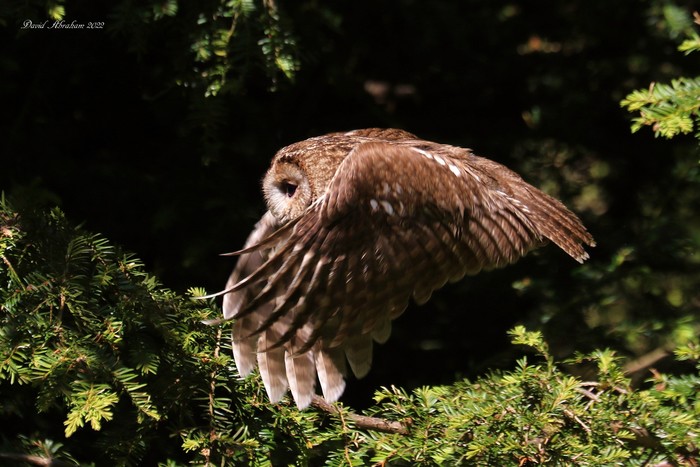 Tawny Owl