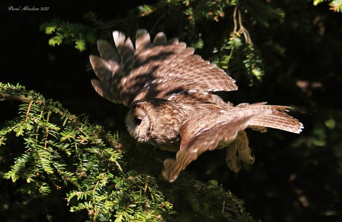 Tawny Owl 