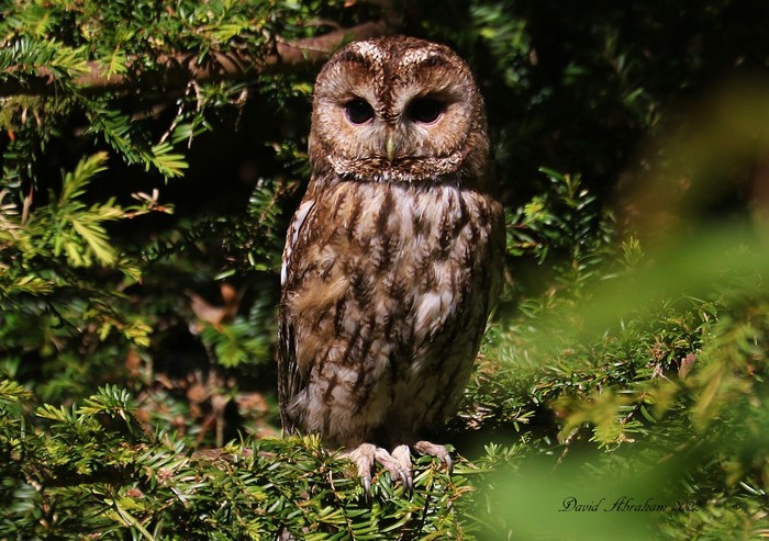 Tawny Owl 