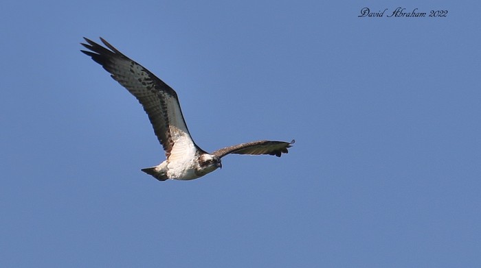 Osprey 