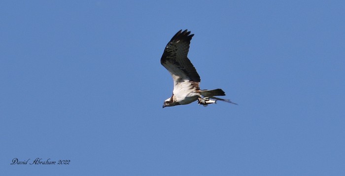 Osprey 