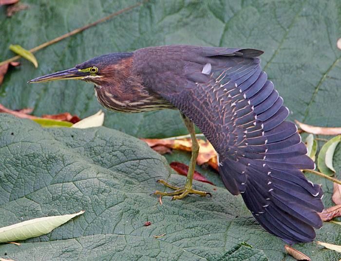 Green Heron