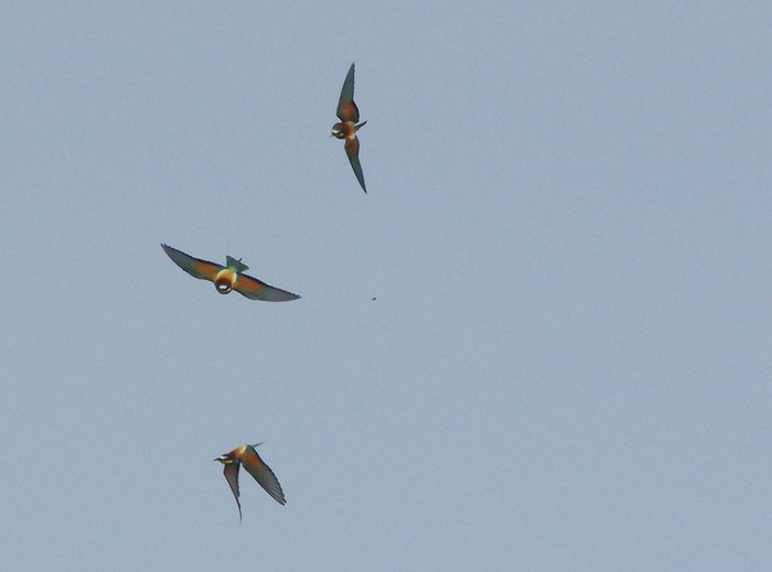 Bee-eater