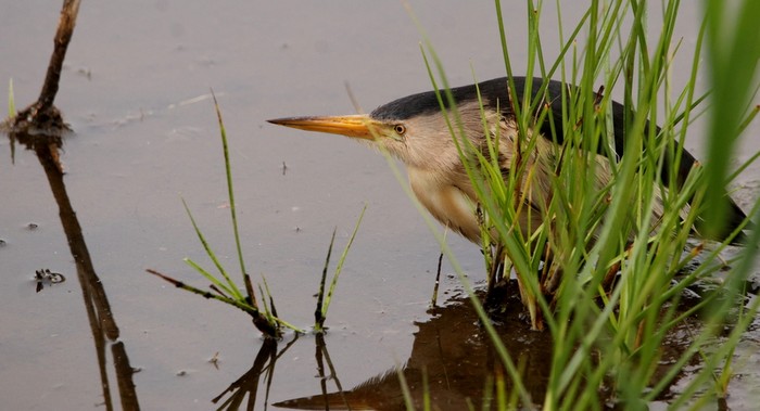 Little Bittern