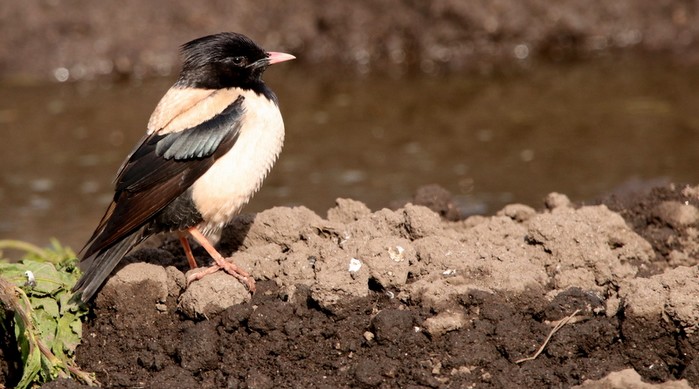 Rose-coloured Starling
