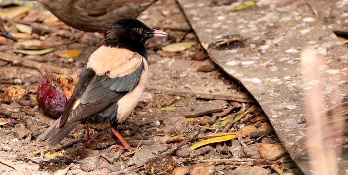 Rose-coloured Starling