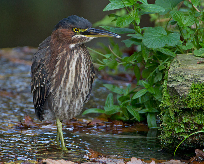 Green Heron