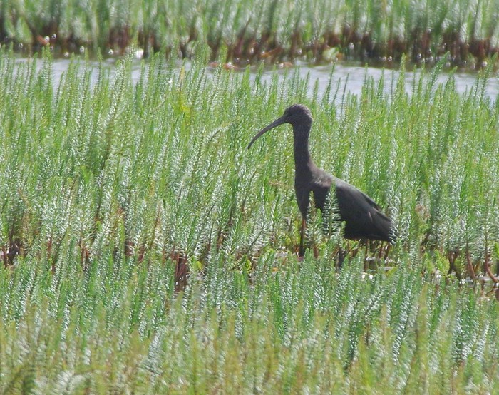 Glossy Ibis