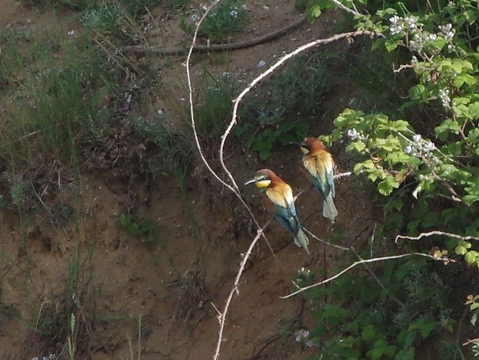 Bee-eater