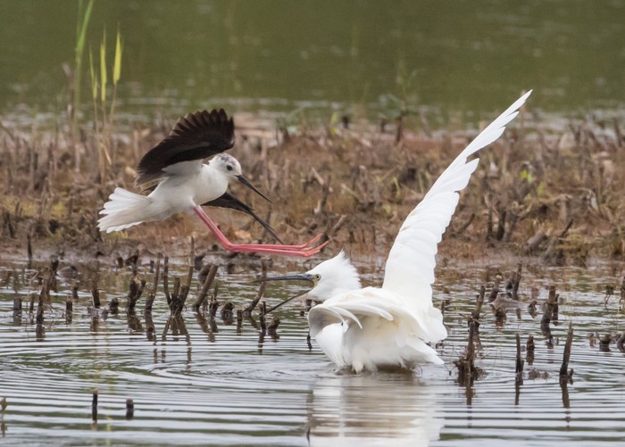 Black-winged Stilt