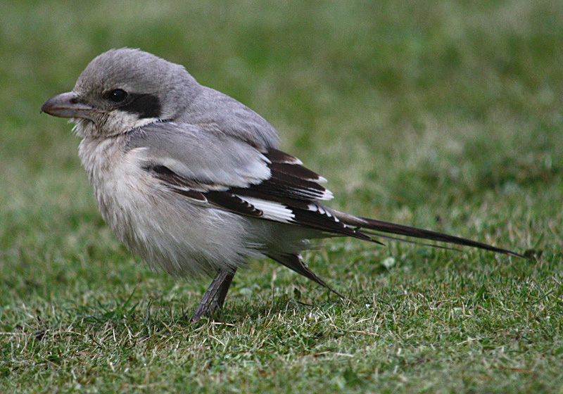 Steppe Grey Shrike