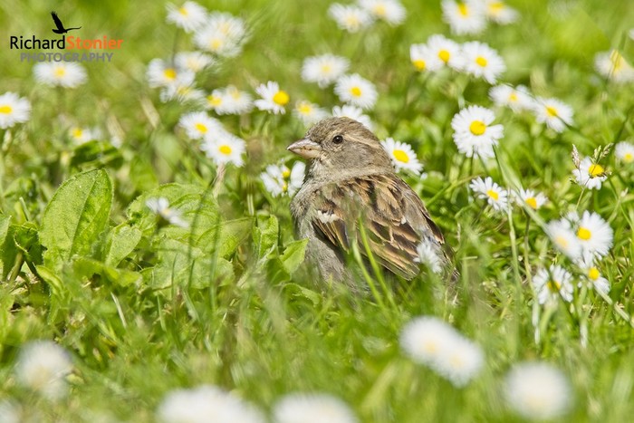 House Sparrow