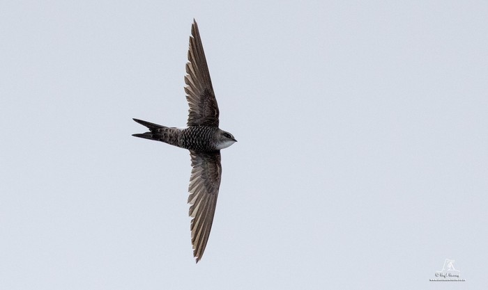 Pacific Swift