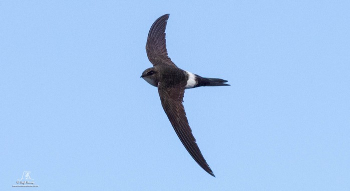 Pacific Swift