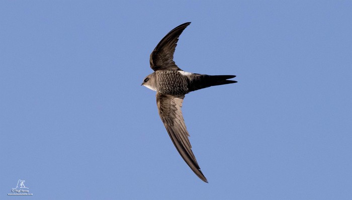 Pacific Swift