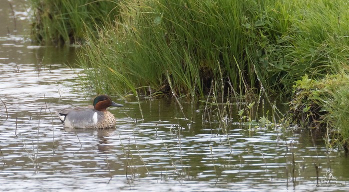 Green-winged Teal