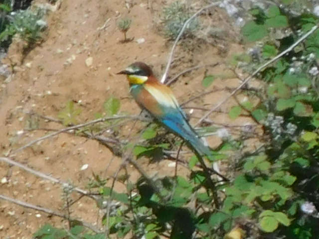 Bee-eater