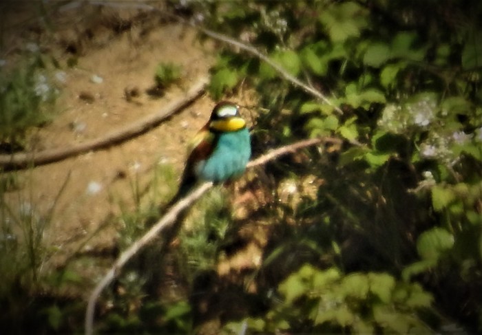 Bee-eater