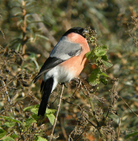Northern Bullfinch