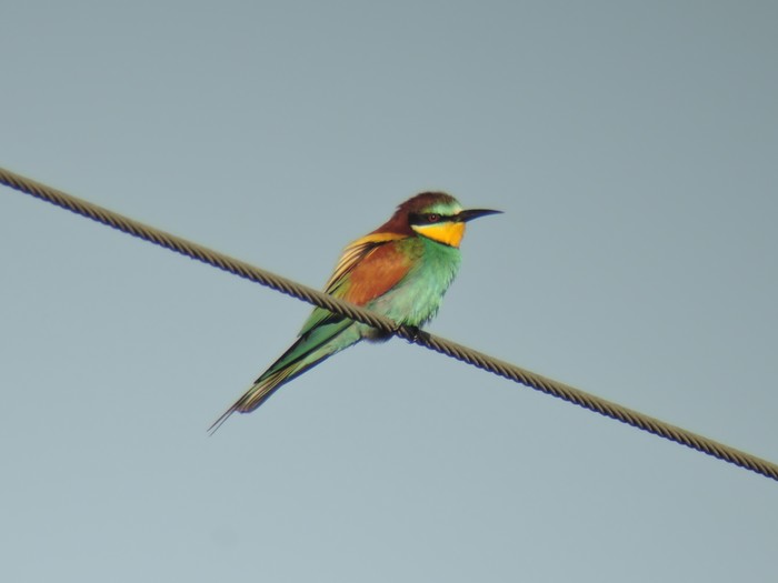 Bee-eater