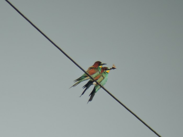 Bee-eater