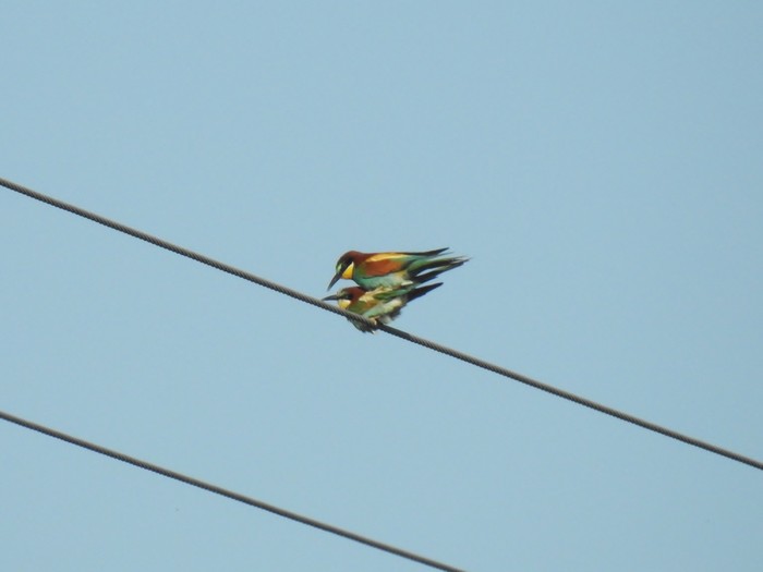 Bee-eater
