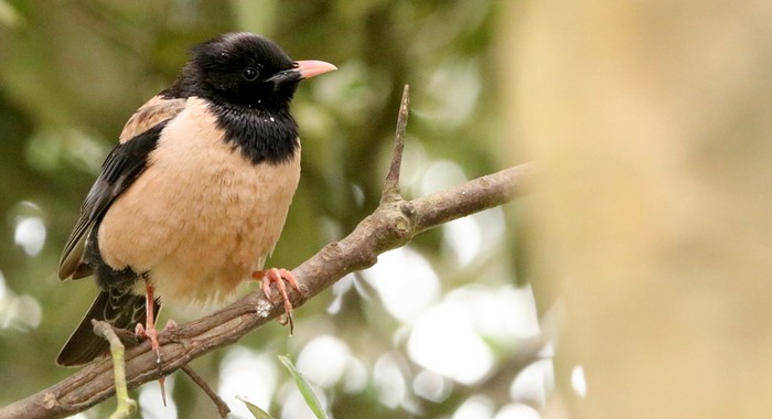 Rose-coloured Starling