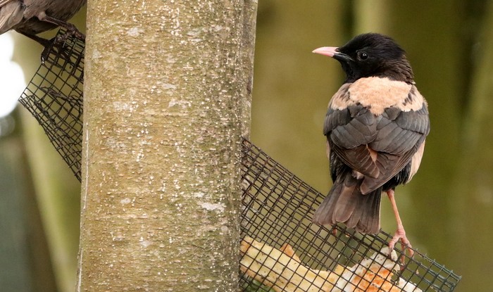 Rose-coloured Starling