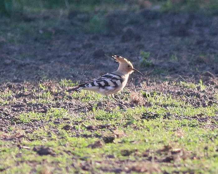 Hoopoe