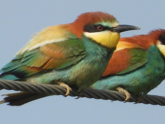 Bee-eater