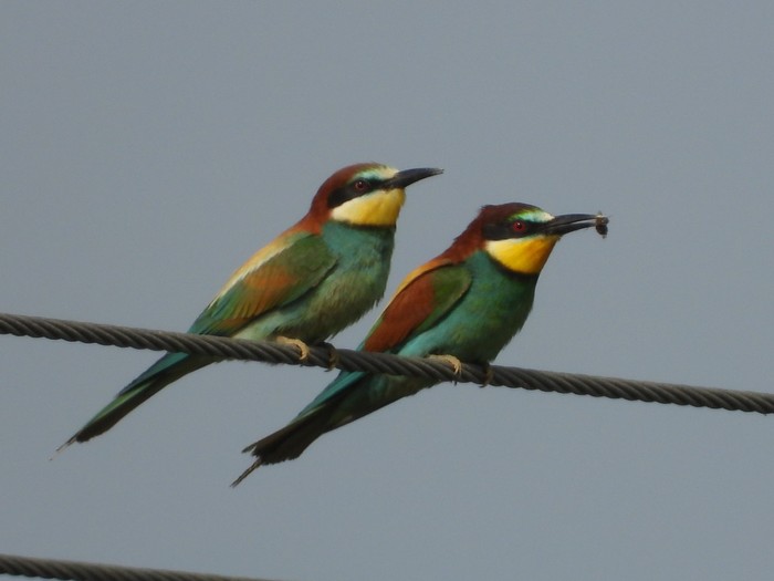 Bee-eater