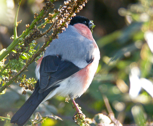 Northern Bullfinch