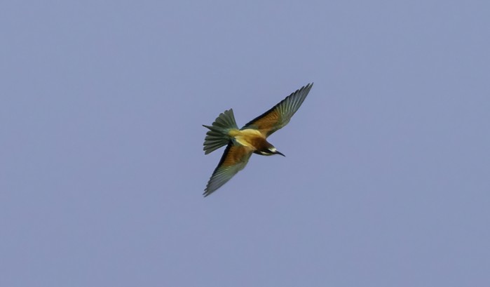 Bee-eater