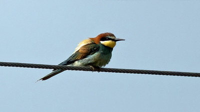 Bee-eater
