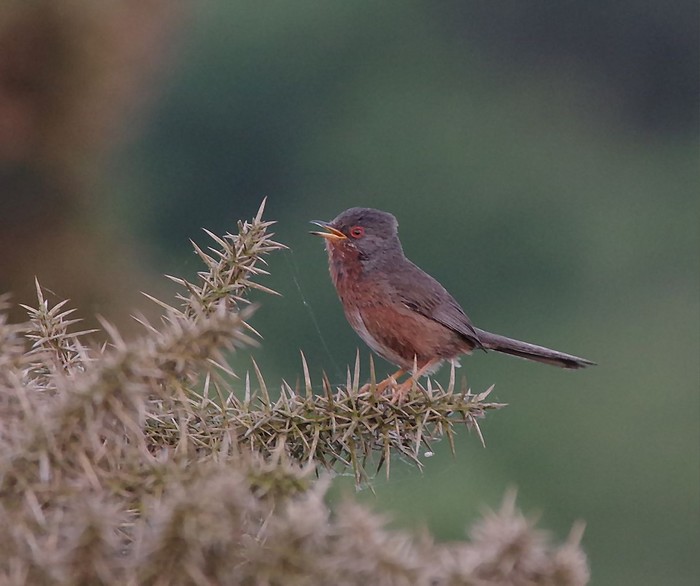 Dartford Warbler