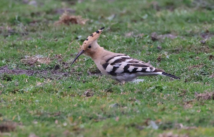 Hoopoe
