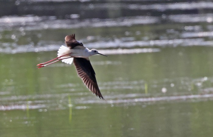 Black-winged Stilt