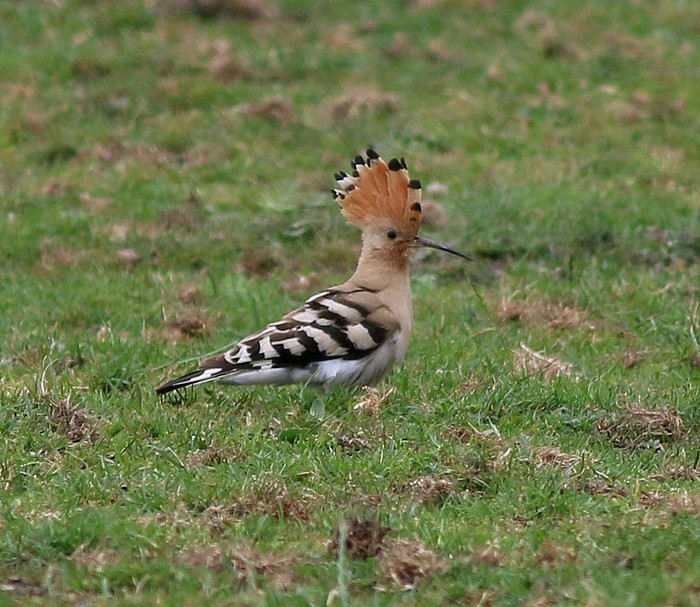 Hoopoe 