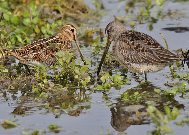 Long-billed Dowitcher