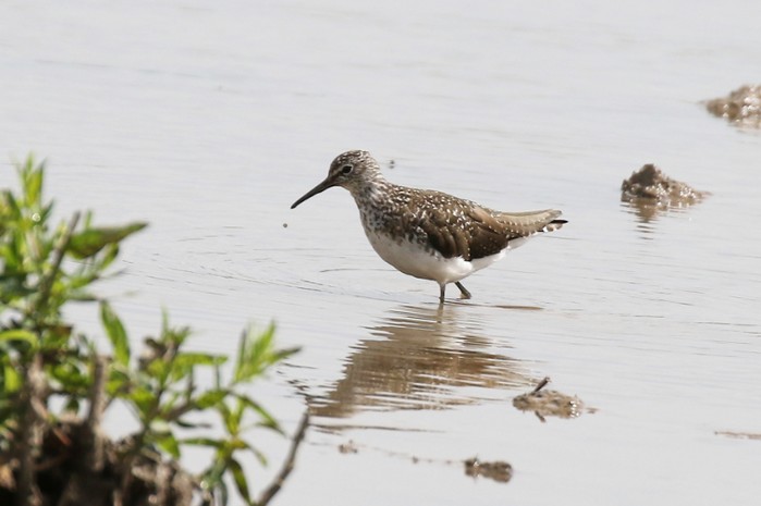 Green Sandpiper