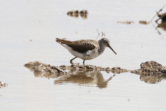 Green Sandpiper