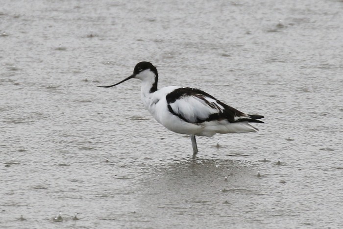 Avocet