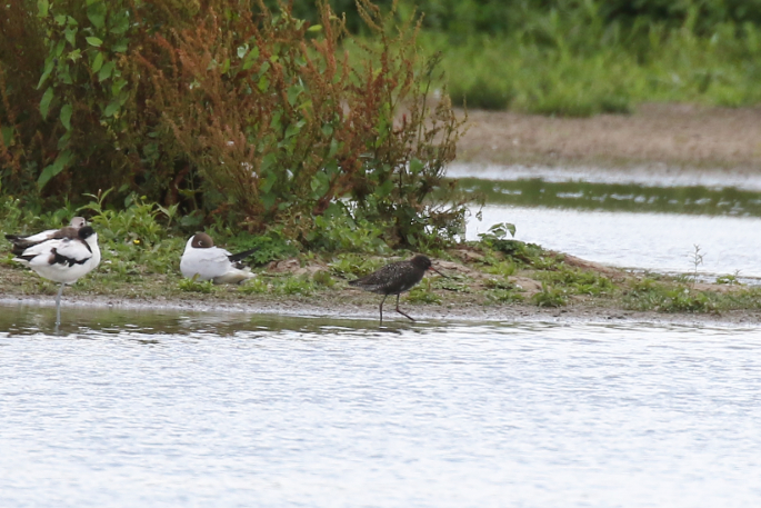 Spotted Redshank