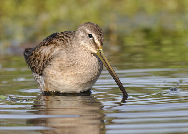 Long-billed Dowitcher