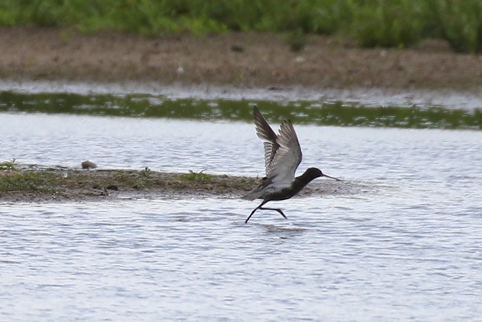 Spotted Redshank