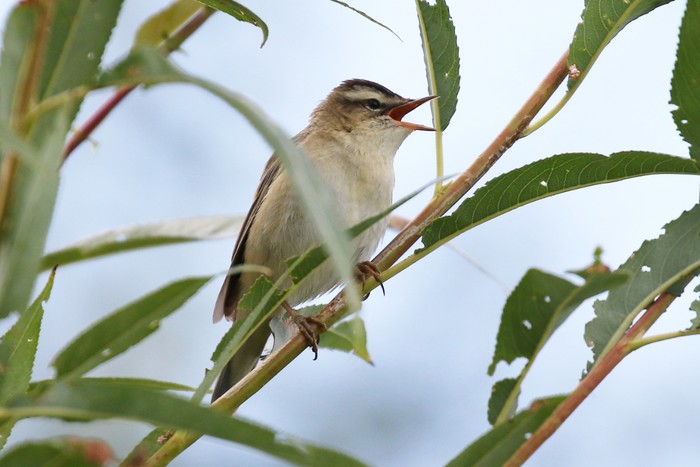 Sedge Warbler