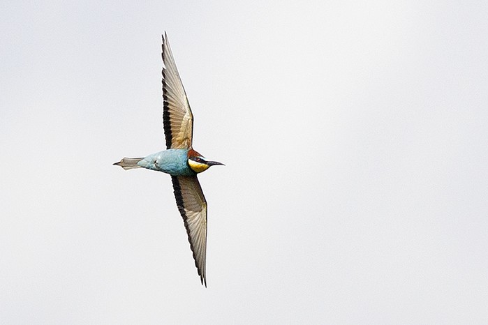 Bee-eater