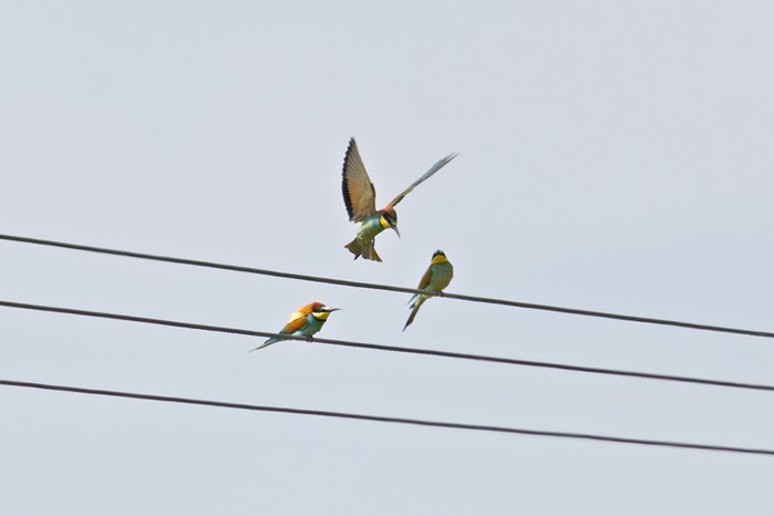 Bee-eater